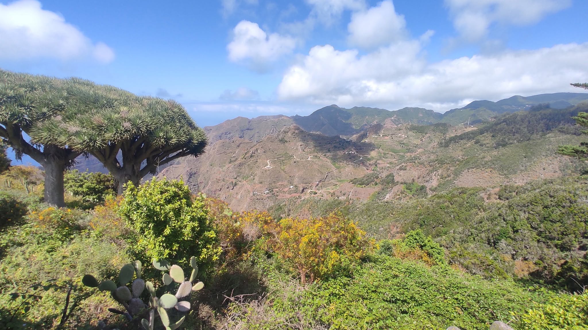 Dragon trees against the mountains of Anaga