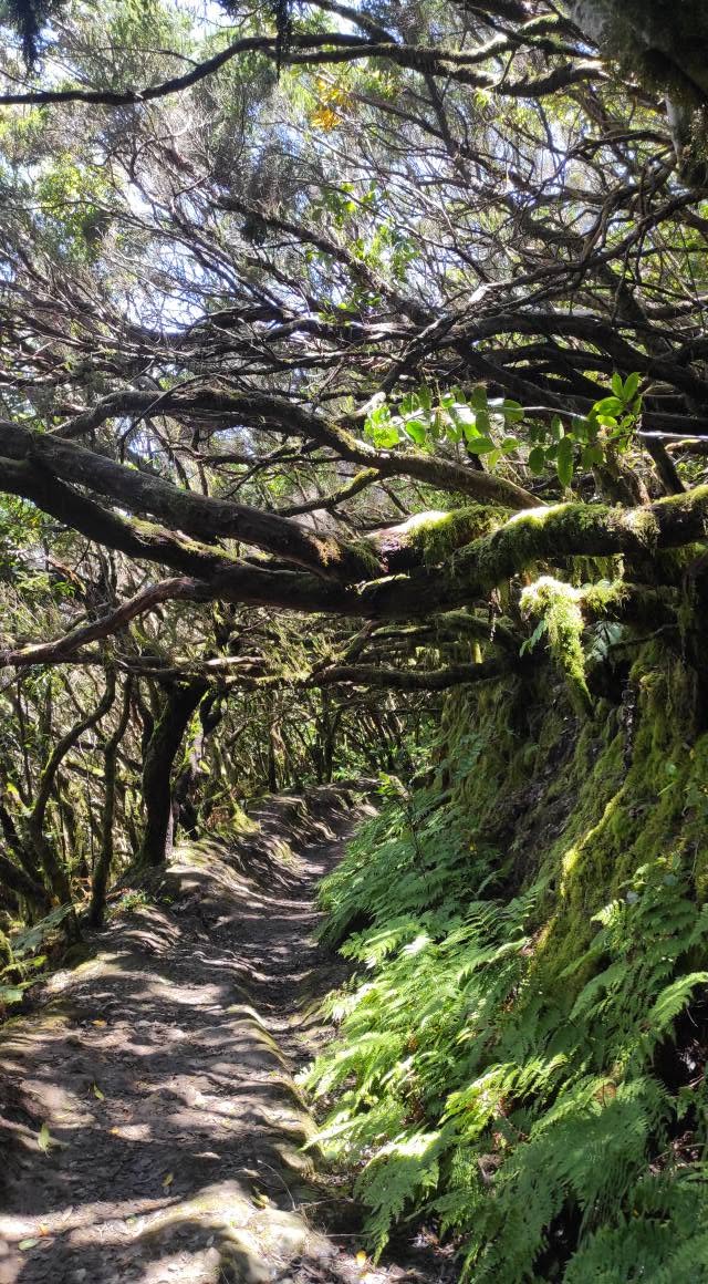 A trail beneath the branches of Anaga’s laurel forest