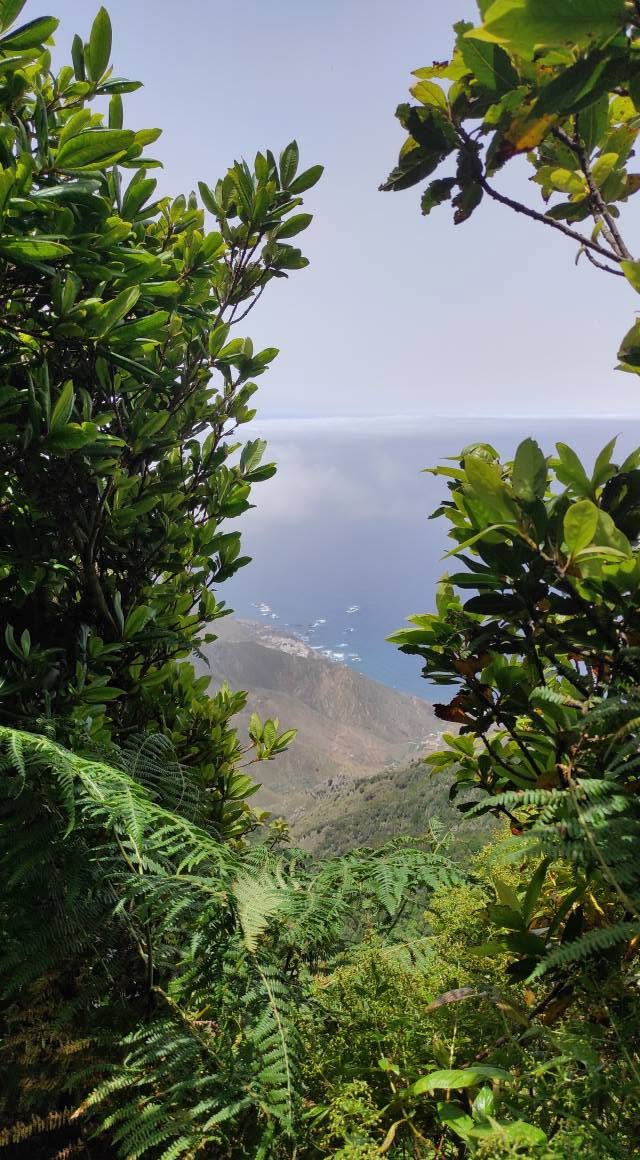An ocean view through the foliage of the laurel forest