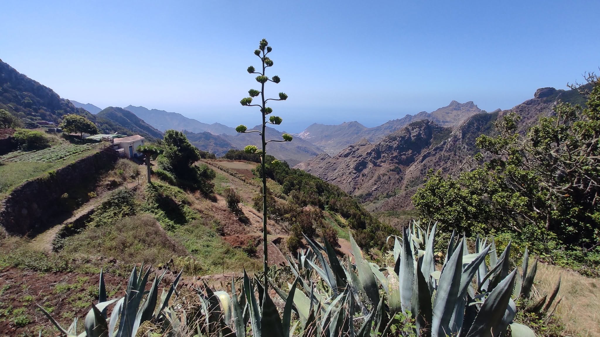 Agaves and mountain trails in Anaga