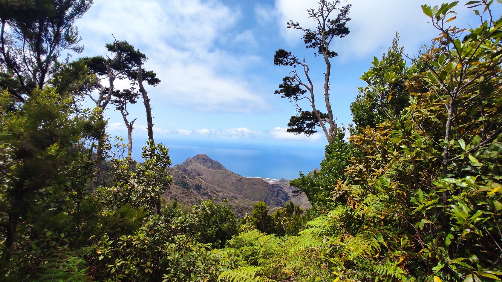 Green mountain forest overlooking the ocean