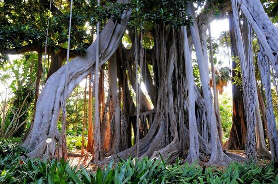 Large trees in the green part of Tenerife